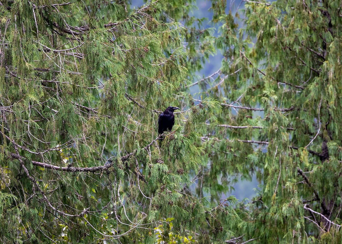 Common Raven - ML623973053