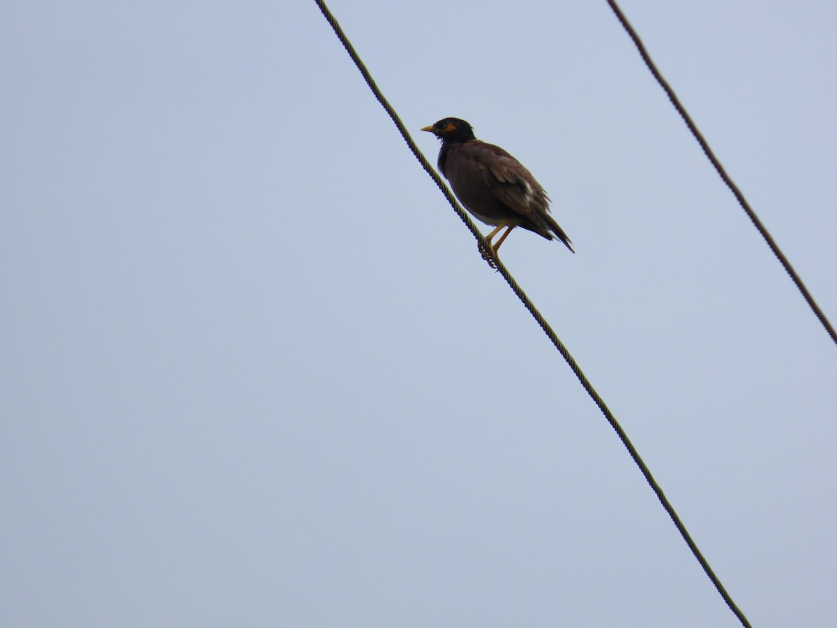 Common Myna - ML623973054