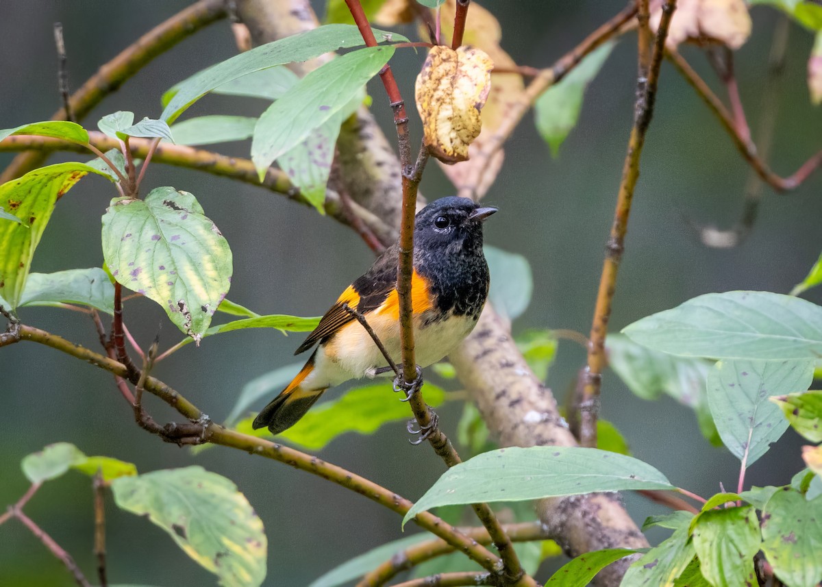 American Redstart - ML623973055