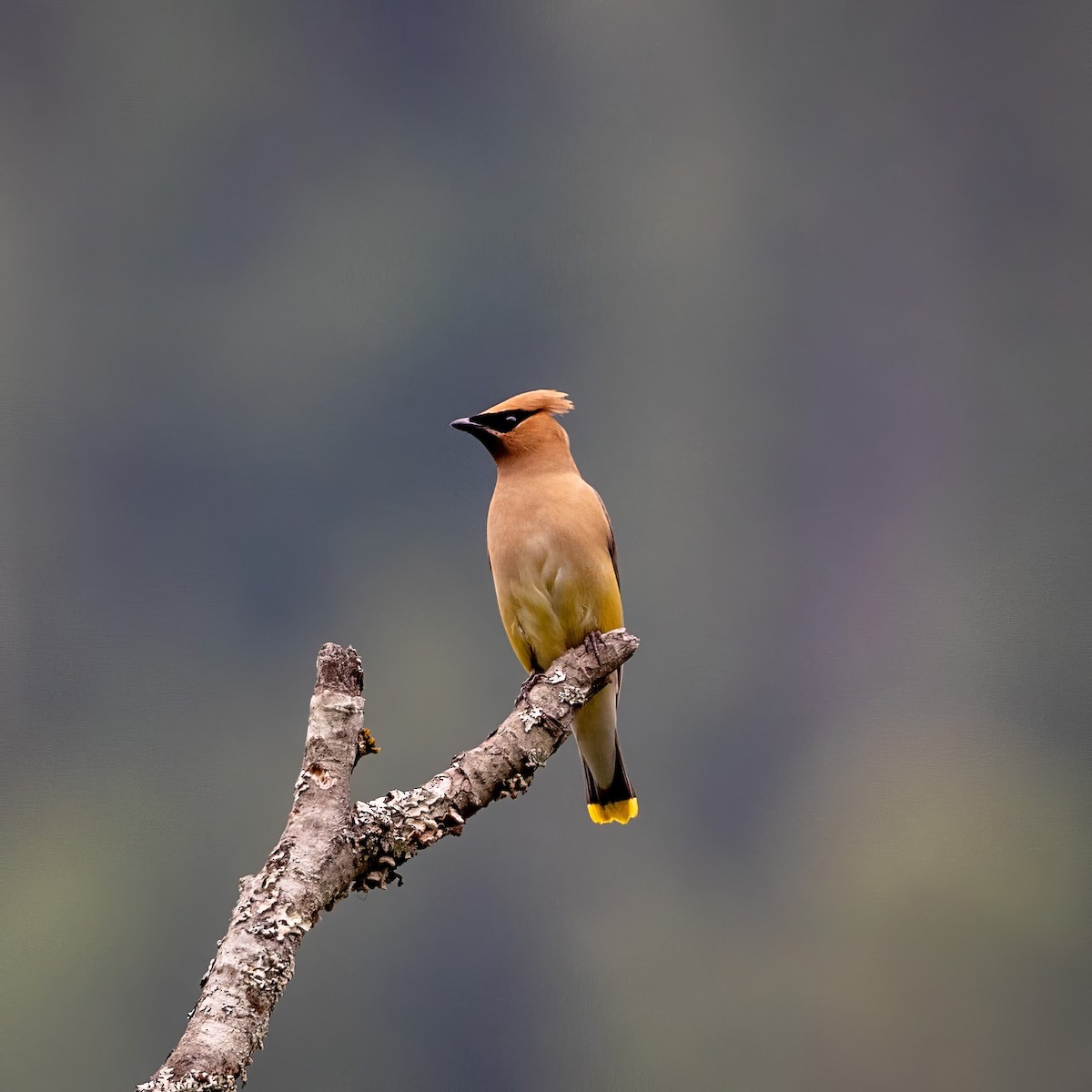 Cedar Waxwing - ML623973056