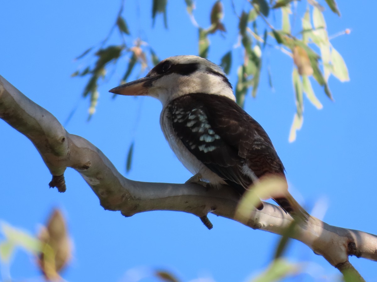 Laughing Kookaburra - ML623973057