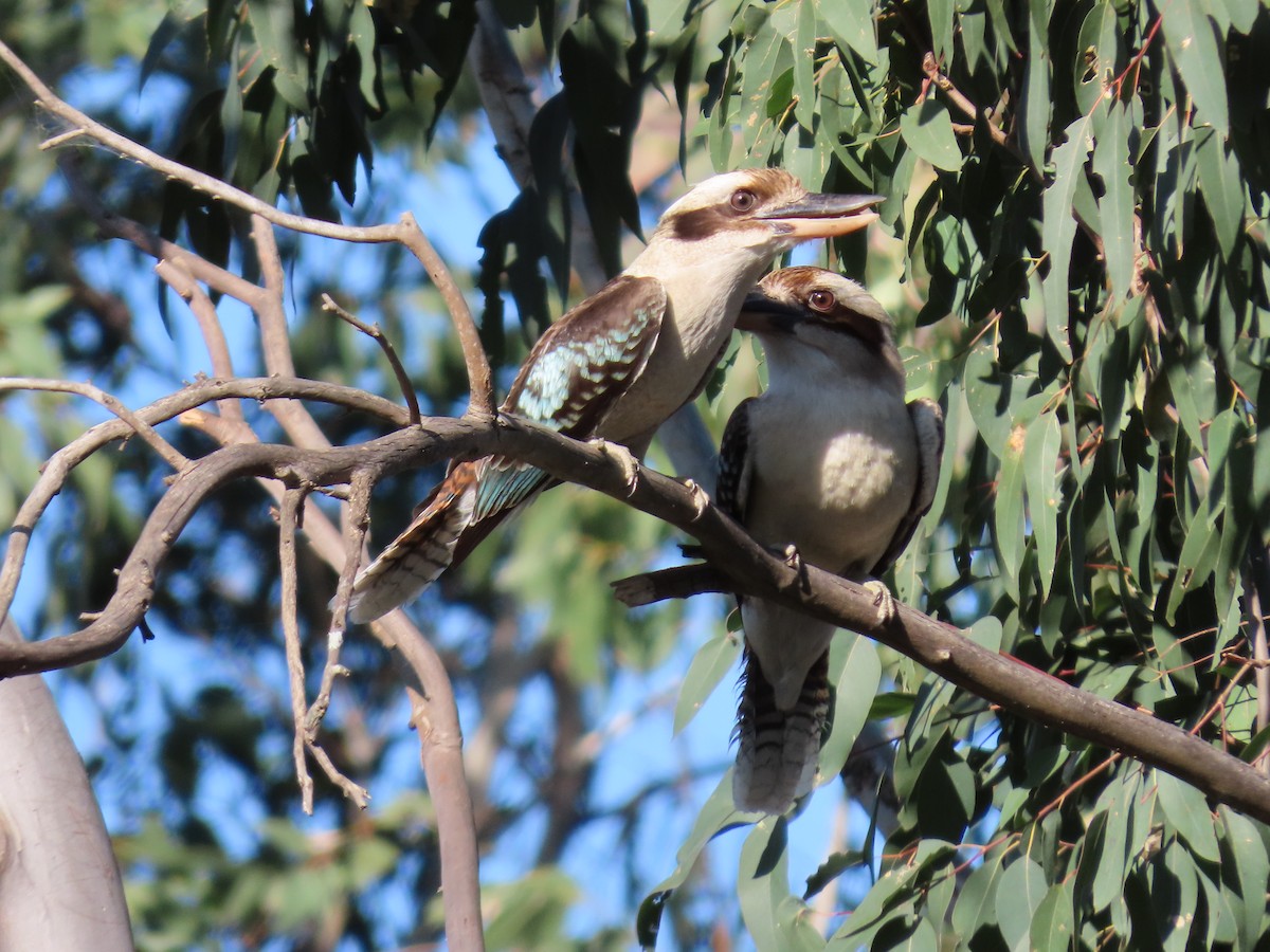 Laughing Kookaburra - ML623973058