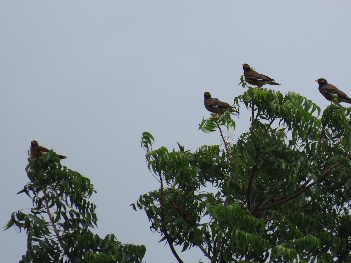 Common Myna - Shilpa Gadgil