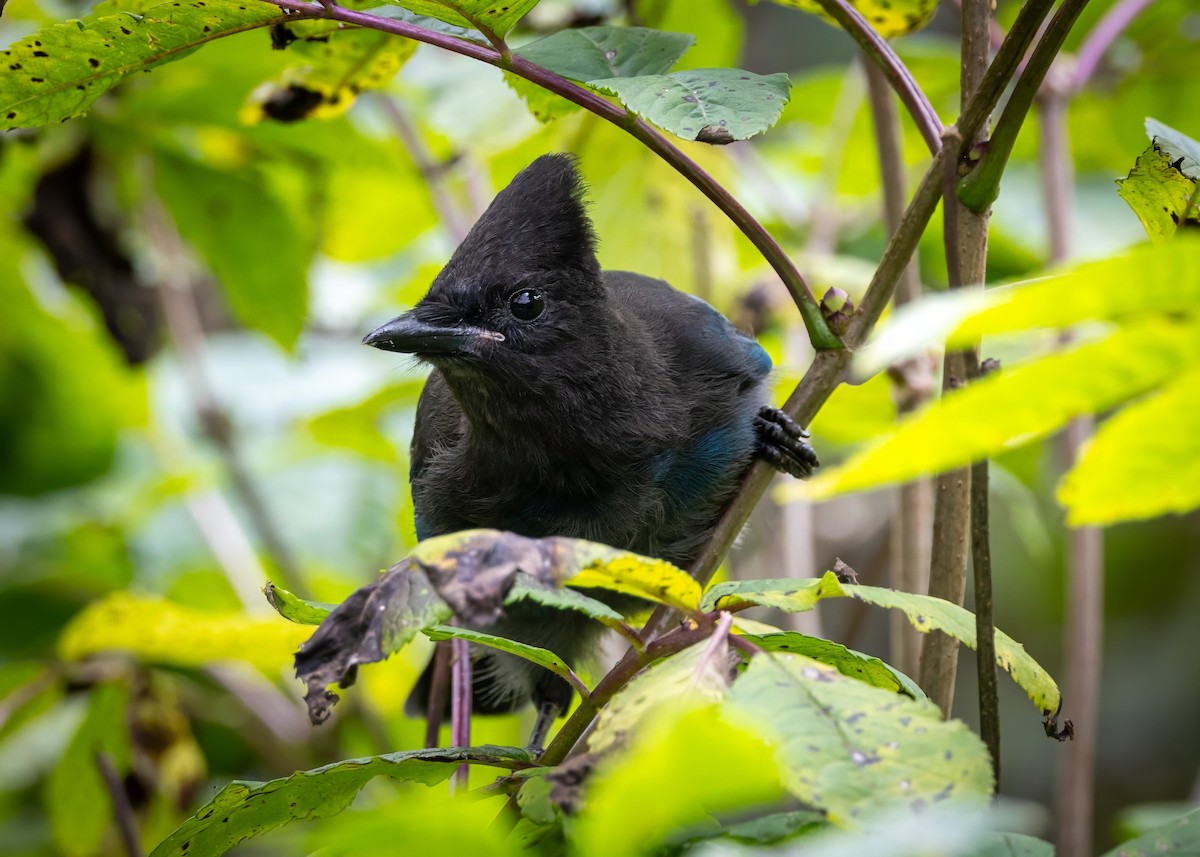 Steller's Jay - ML623973060