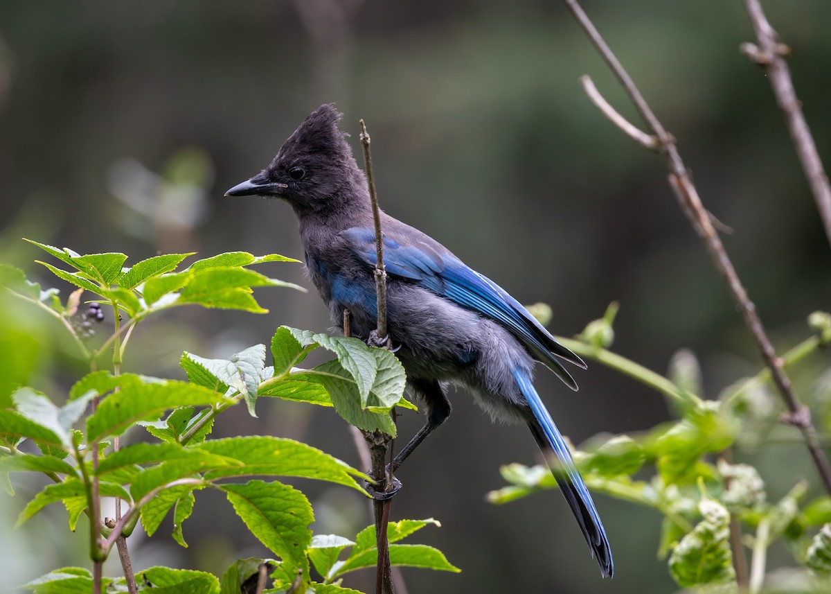 Steller's Jay - ML623973061