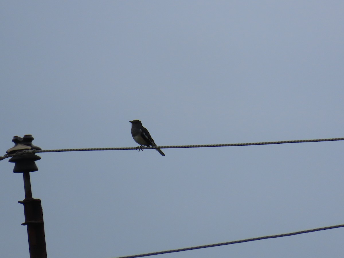 Oriental Magpie-Robin - ML623973062