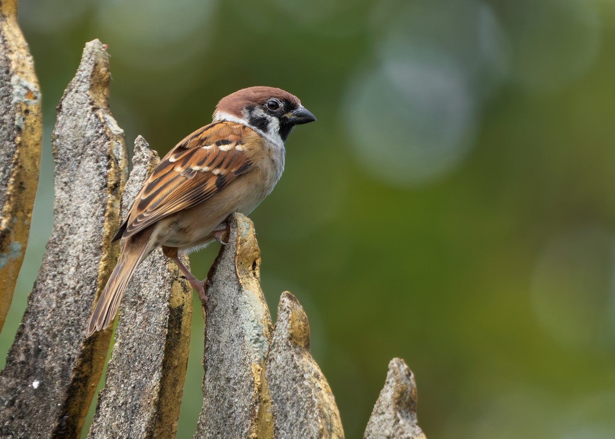 Eurasian Tree Sparrow - ML623973063