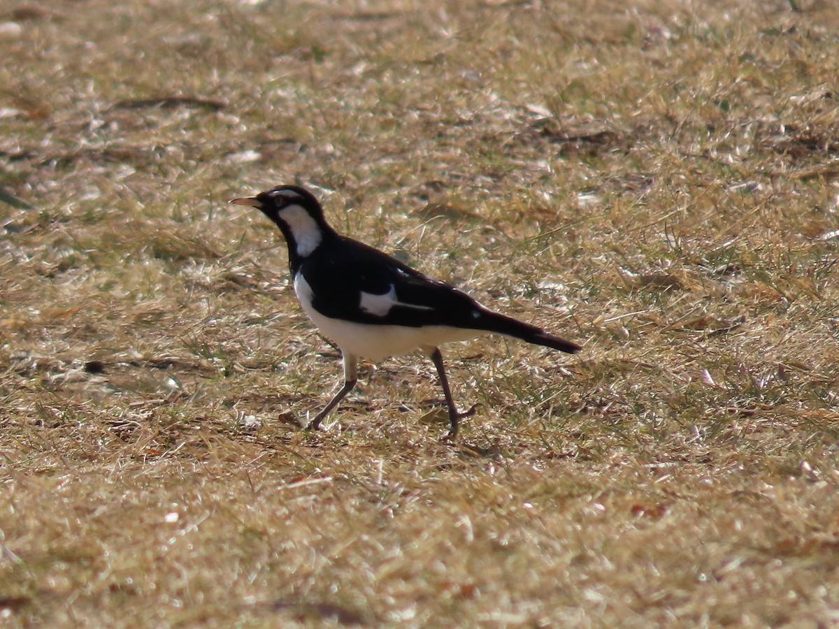 Magpie-lark - ML623973064