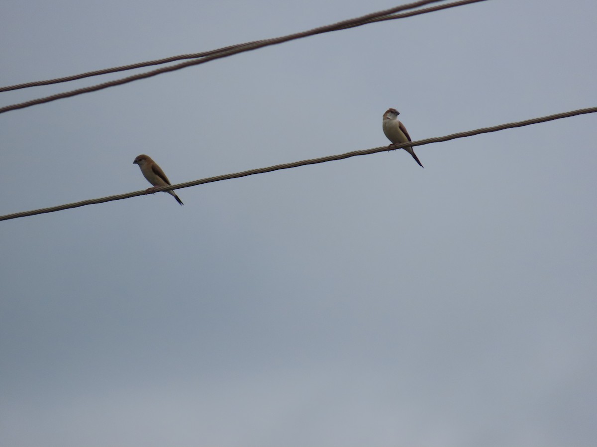 Indian Silverbill - ML623973065