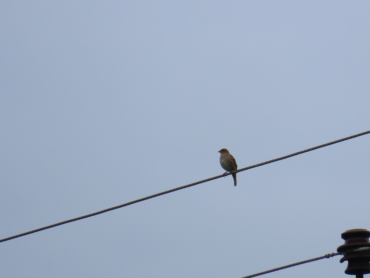 House Sparrow - ML623973067