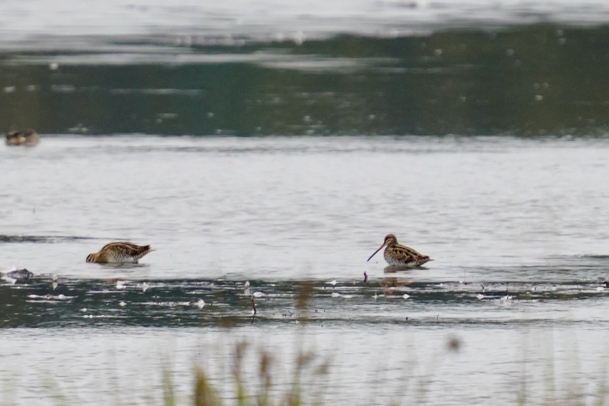 Common Snipe - ML623973070