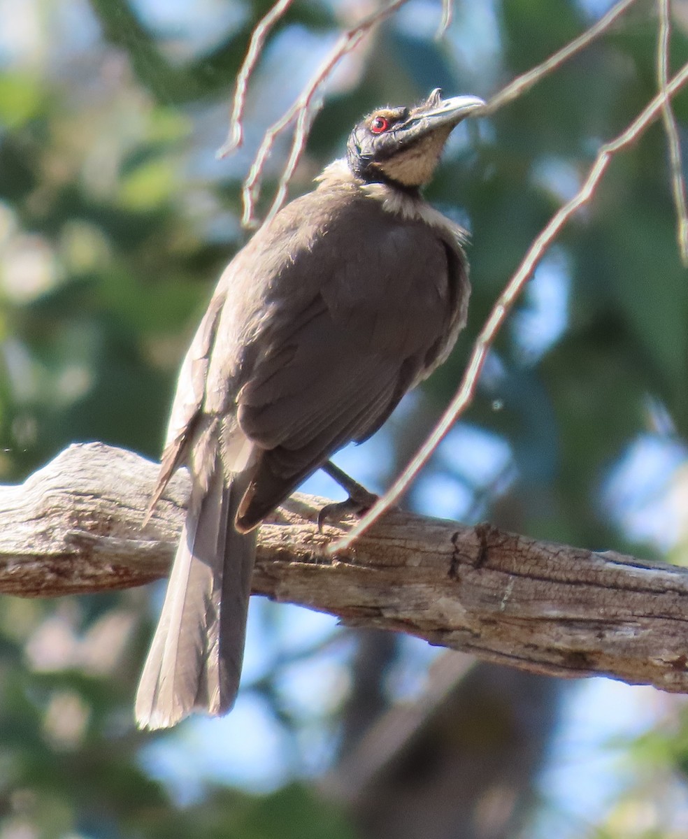 Noisy Friarbird - ML623973071