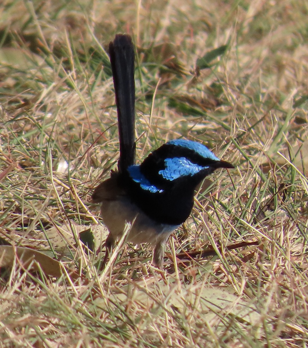 Superb Fairywren - ML623973075