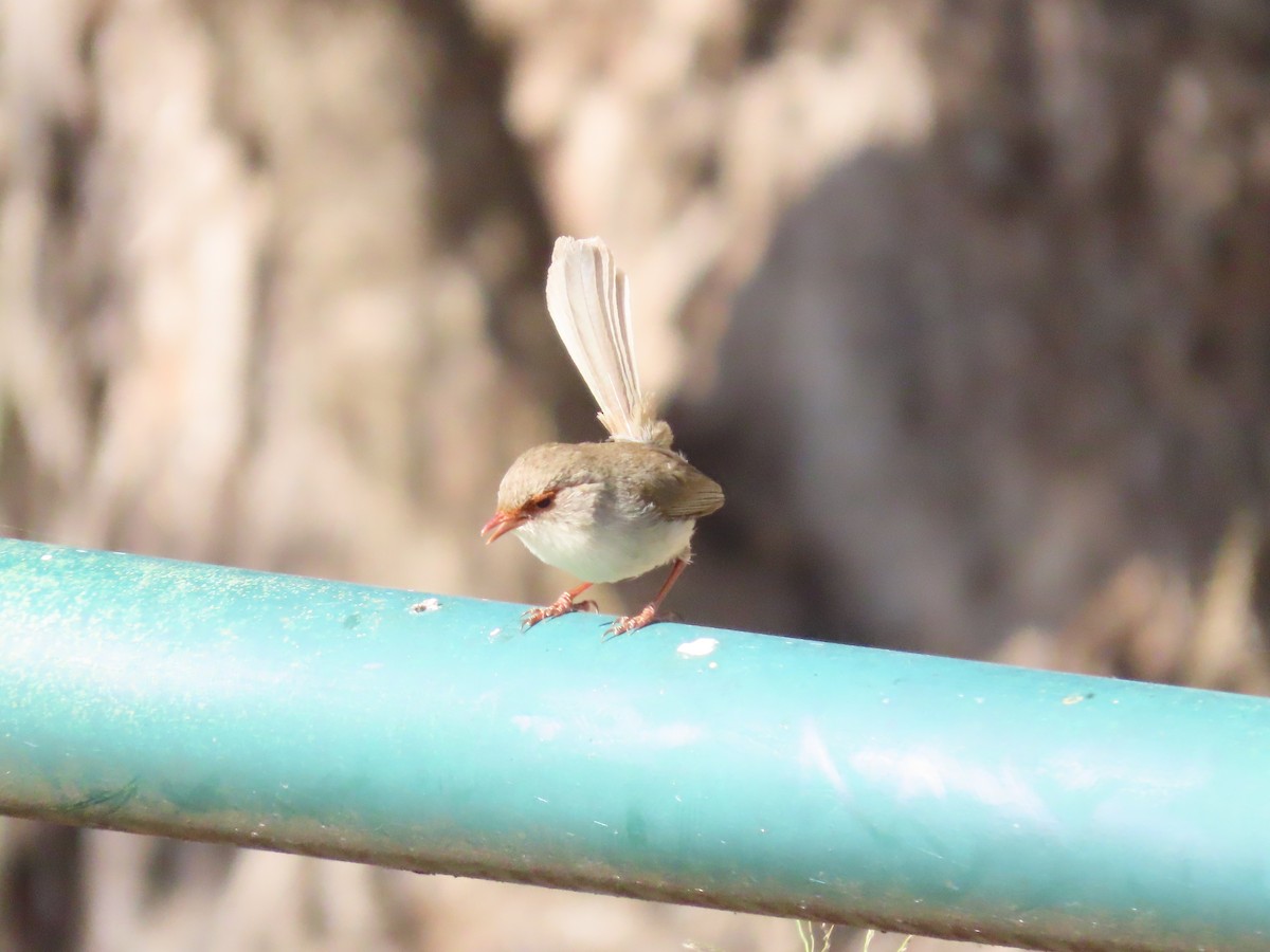 Superb Fairywren - ML623973076