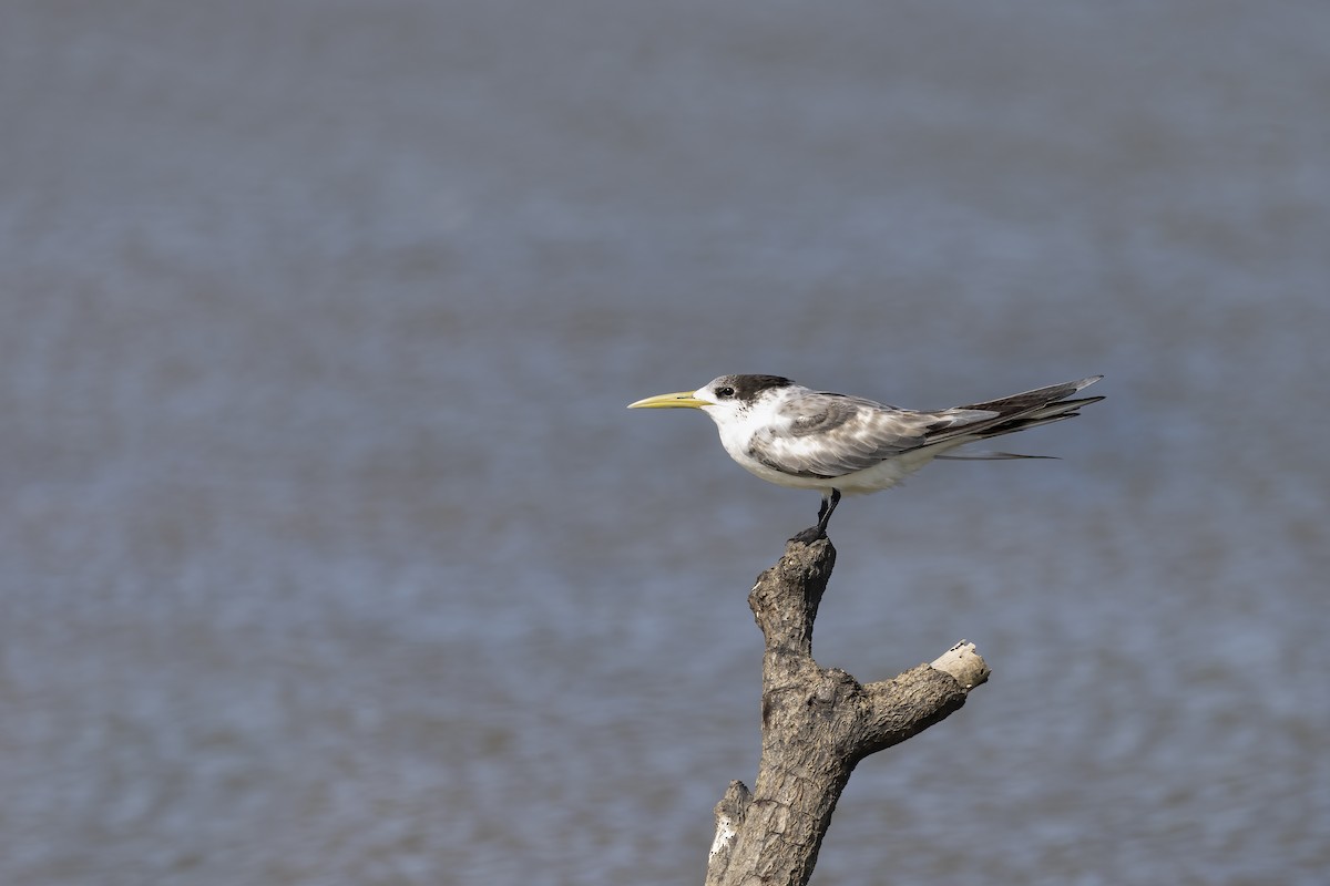 Great Crested Tern - ML623973077