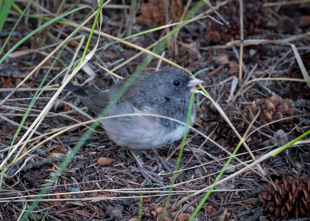 Junco ardoisé - ML623973079