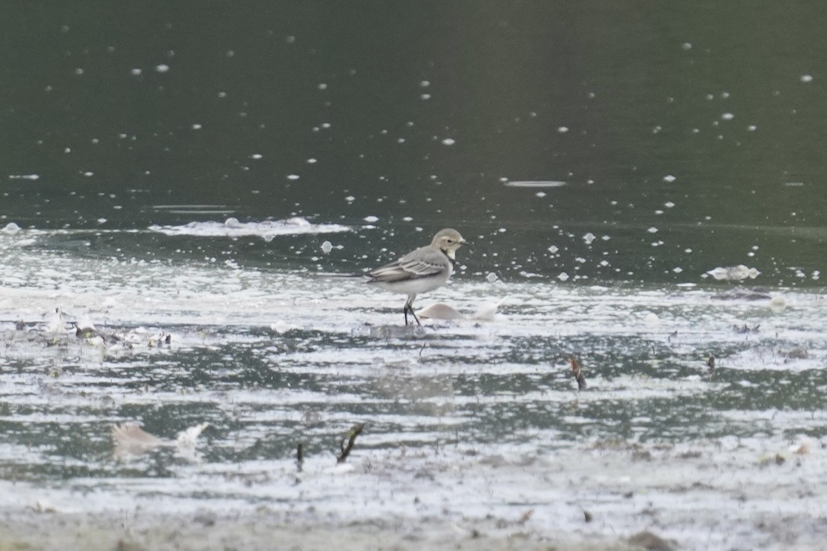 White Wagtail - ML623973082