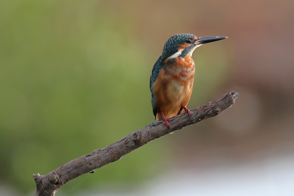 Martin-pêcheur d'Europe - ML623973084