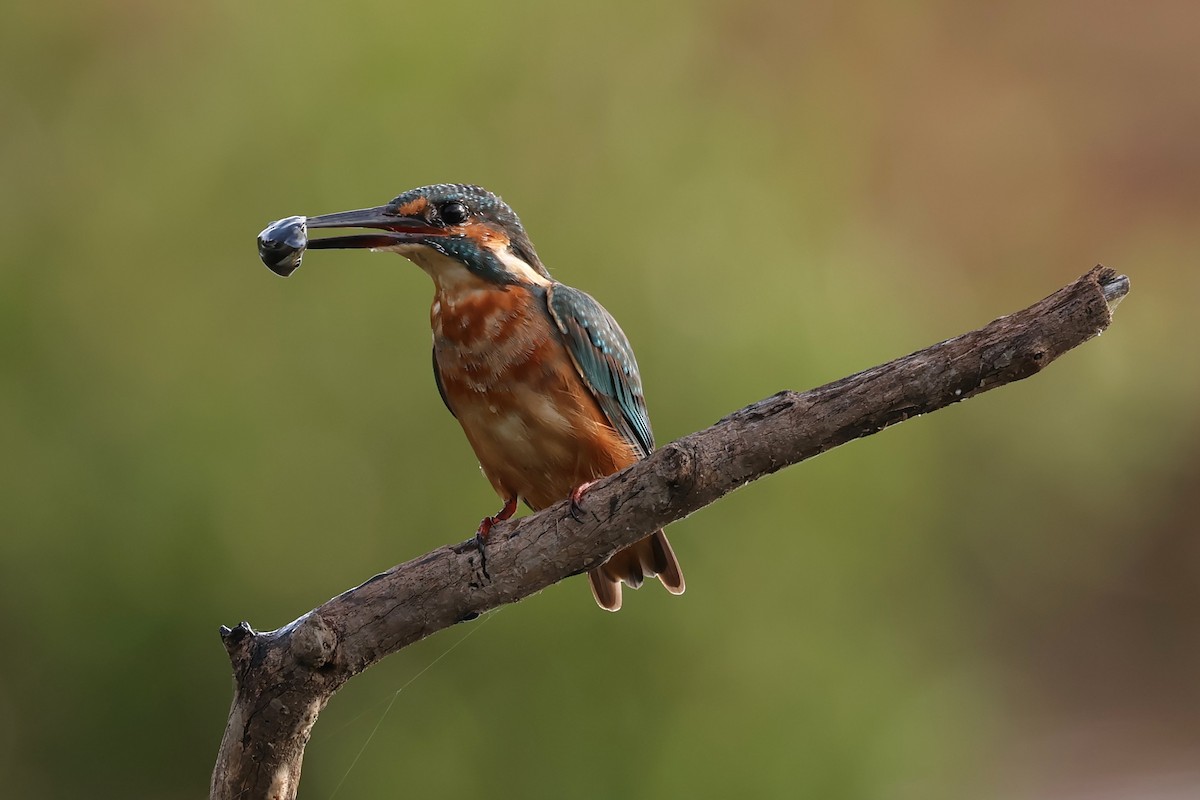 Martin-pêcheur d'Europe - ML623973085