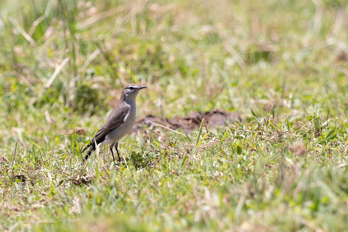 White-browed Ground-Tyrant - ML623973086