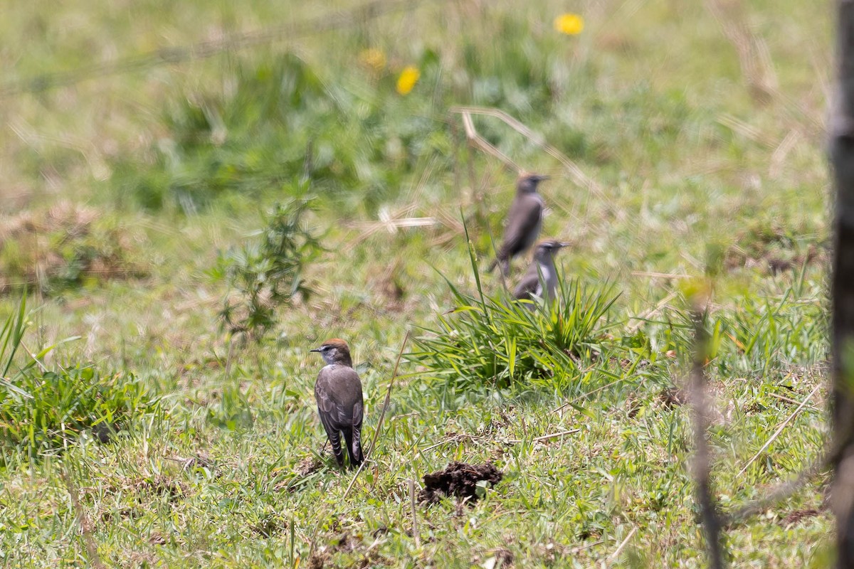 White-browed Ground-Tyrant - Scott Olmstead