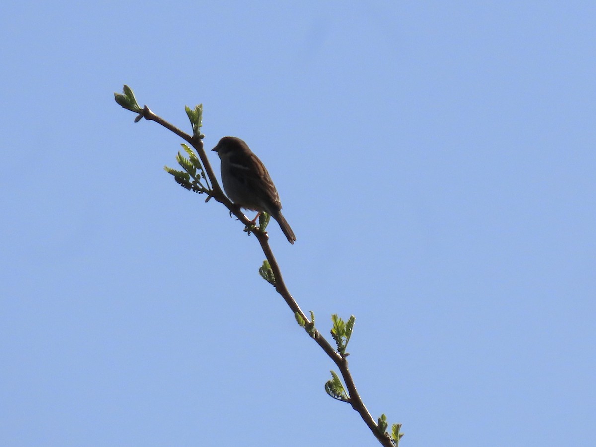 House Sparrow - Greg Wark