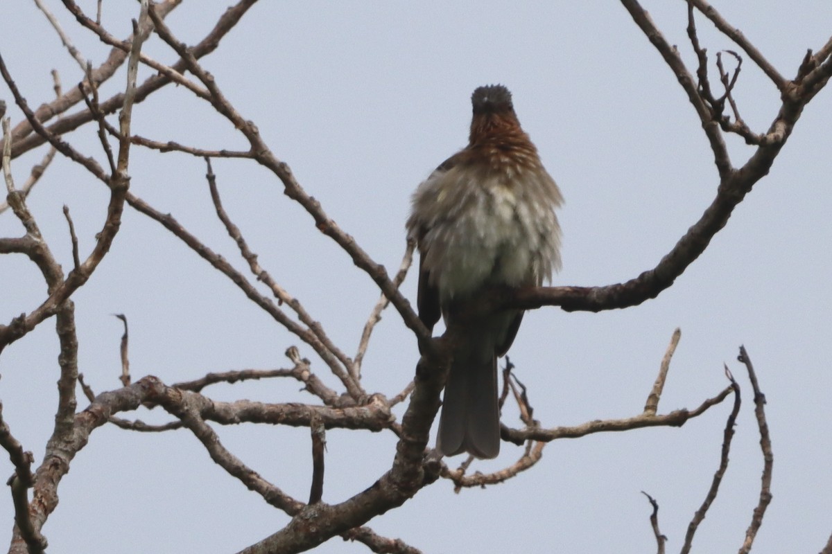 Bulbul de Guimaras - ML623973089