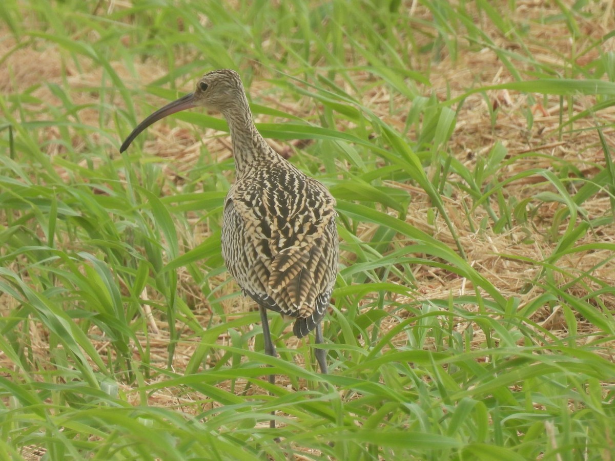 Far Eastern Curlew - ML623973090