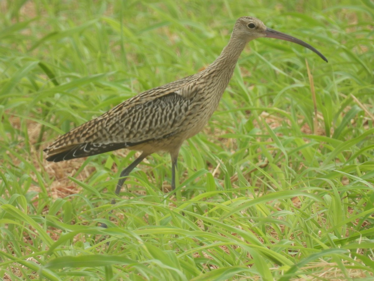 Far Eastern Curlew - ML623973091