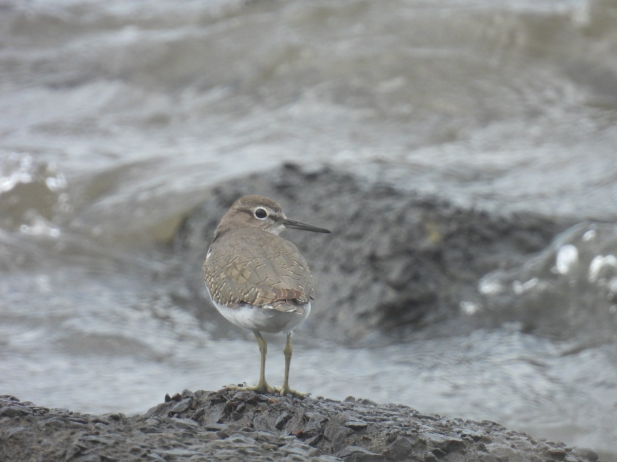 Common Sandpiper - ML623973094