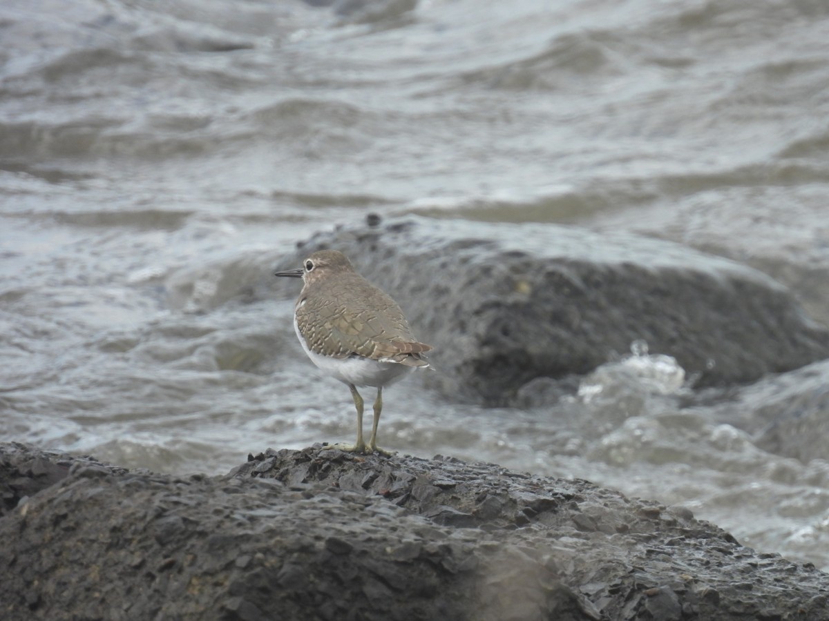 Common Sandpiper - ML623973095