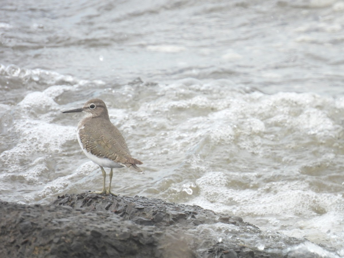 Common Sandpiper - ML623973096