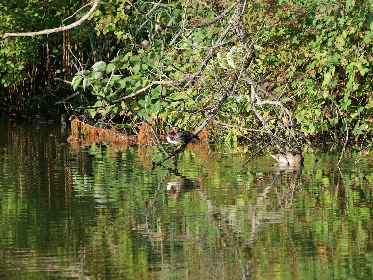 Mandarin Duck - ML623973098