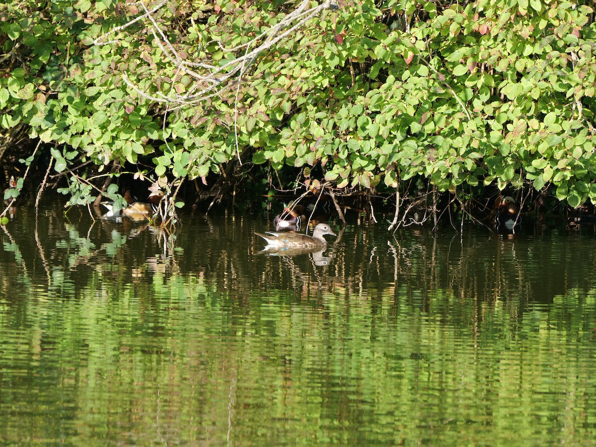 Mandarin Duck - ML623973099