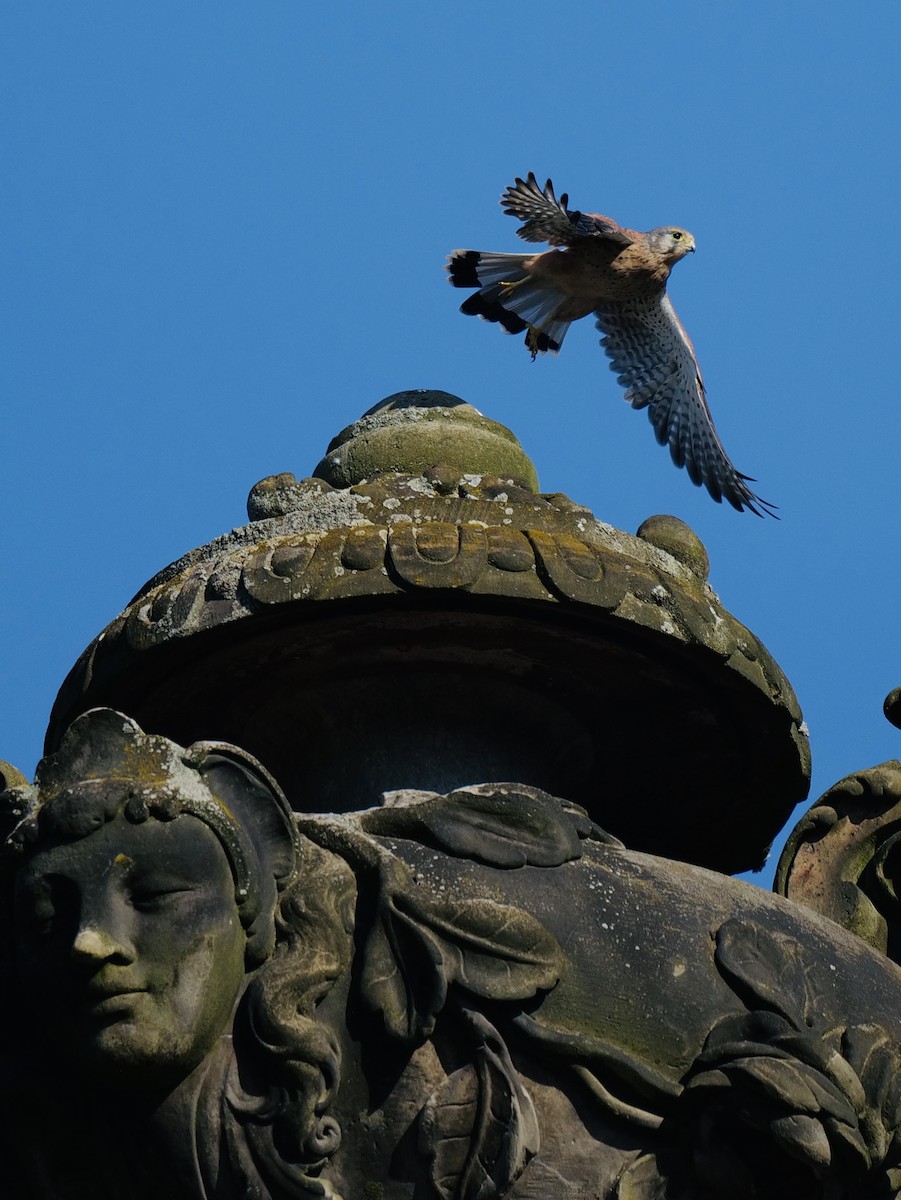 Eurasian Kestrel - ML623973100