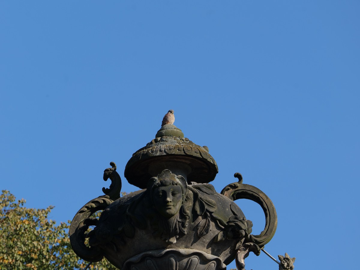 Eurasian Kestrel - ML623973101