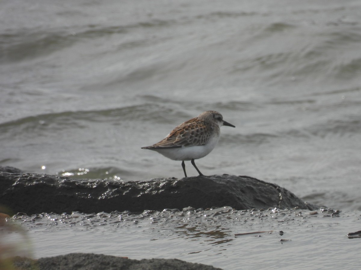 Red-necked Stint - ML623973102