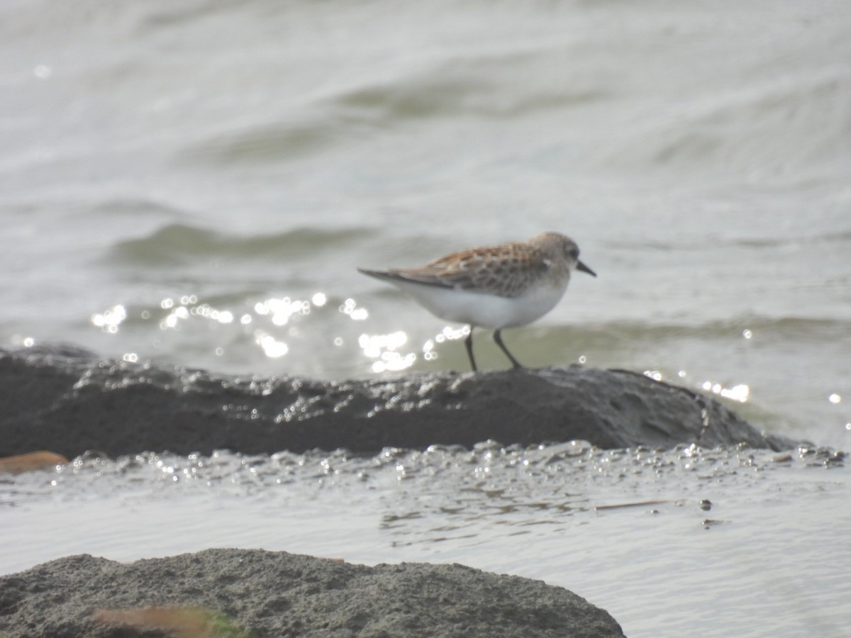 Red-necked Stint - Bret Okeson