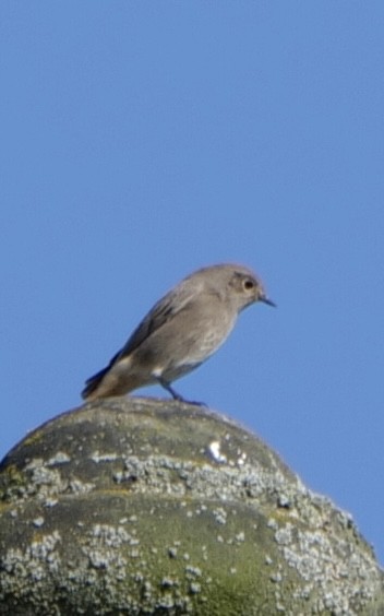 Black Redstart - ML623973104