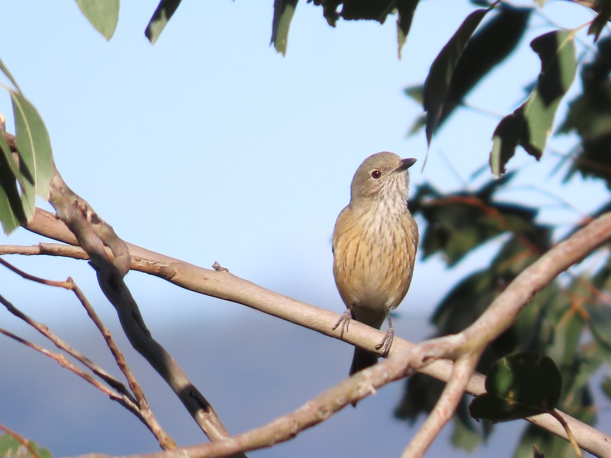 Rufous Whistler - ML623973106