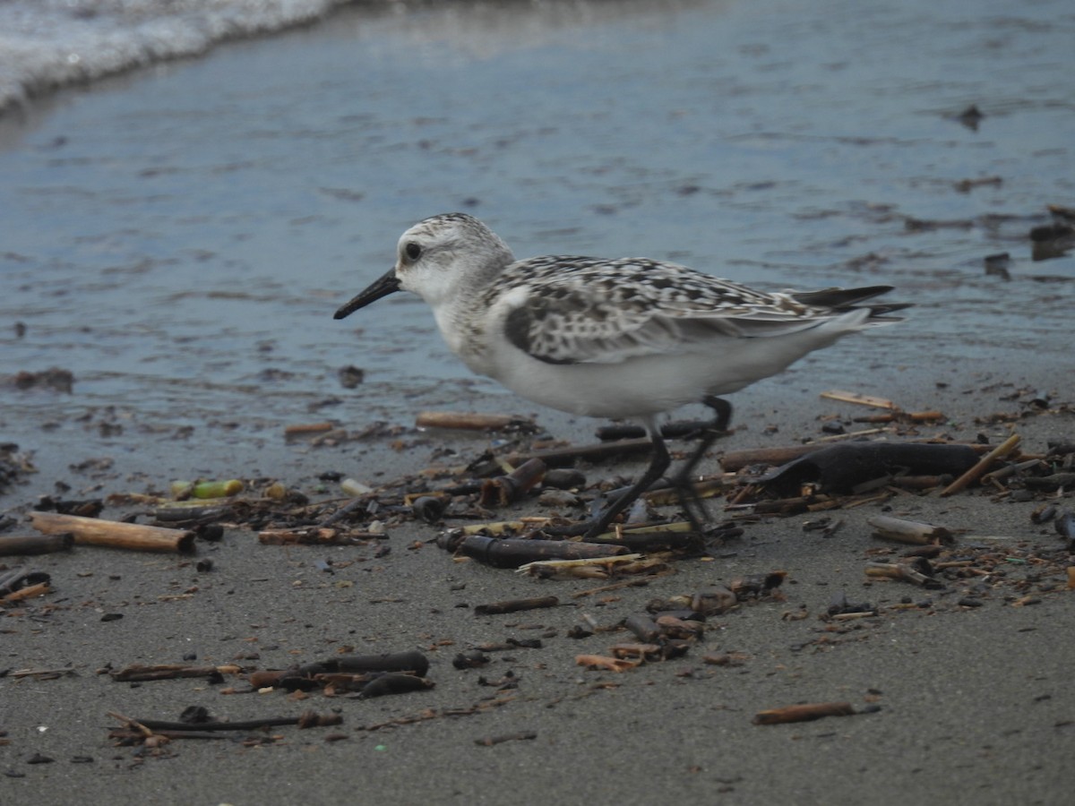 Sanderling - ML623973108