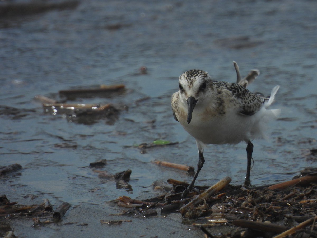 Sanderling - ML623973109