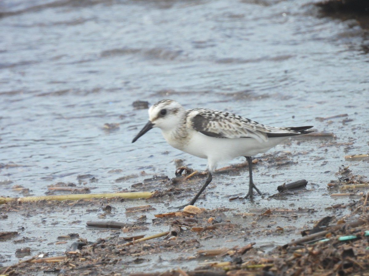 Sanderling - ML623973110