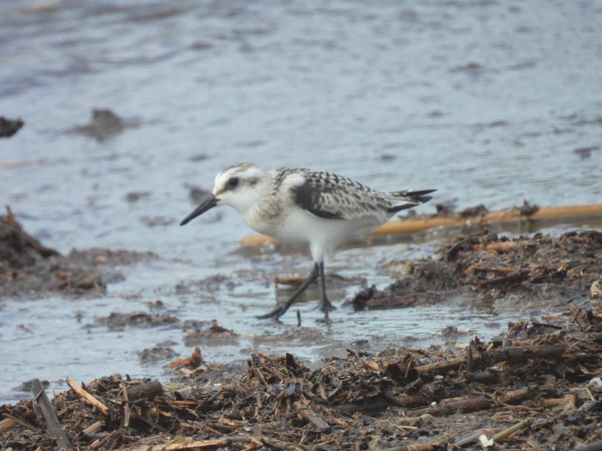 Sanderling - ML623973111