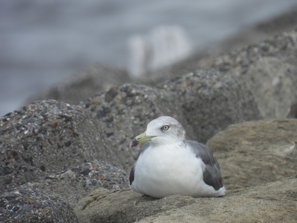 Black-tailed Gull - ML623973112