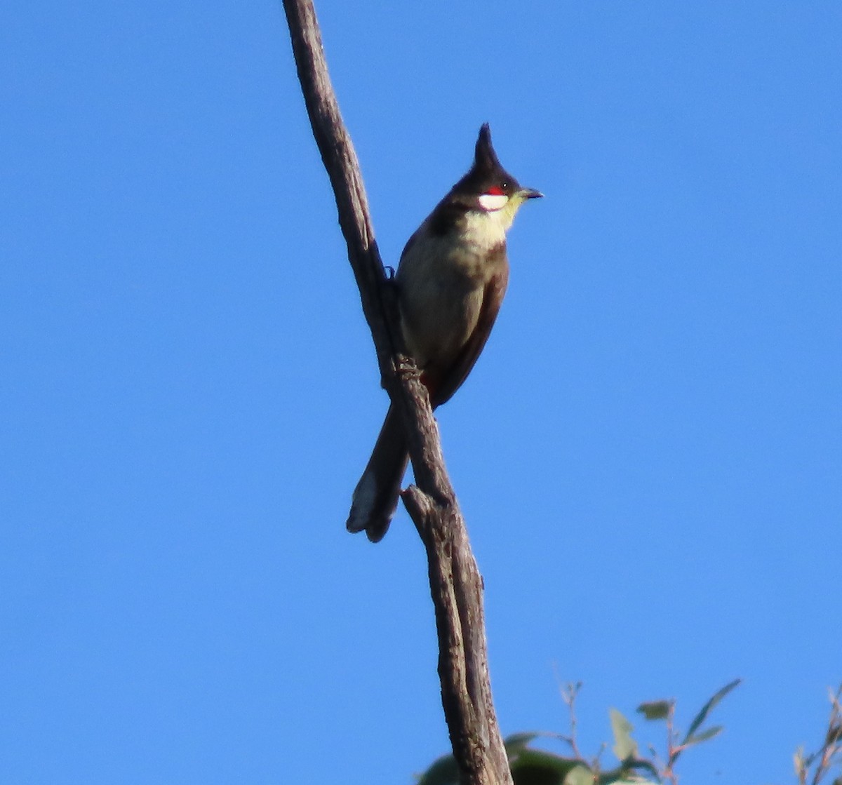 Red-whiskered Bulbul - ML623973113