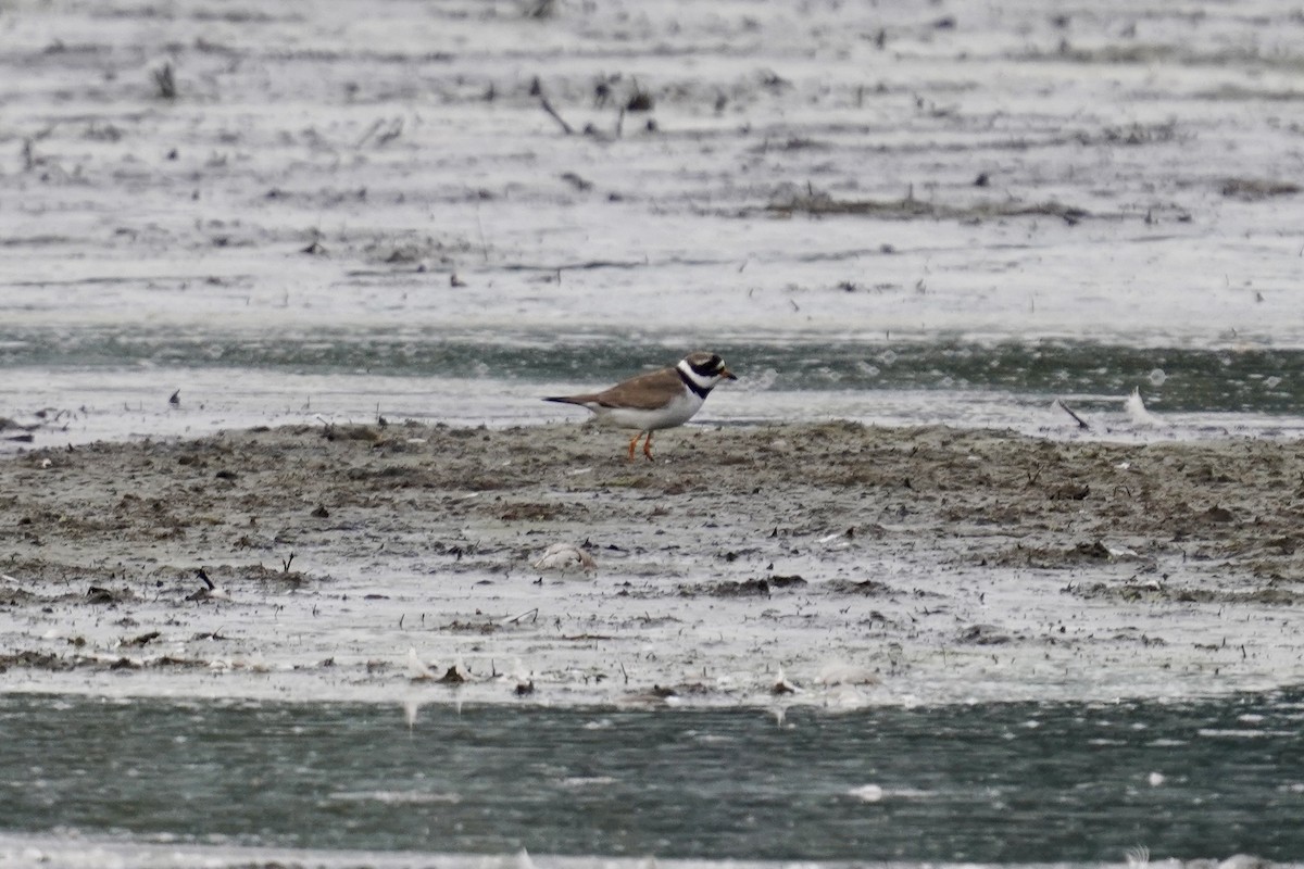 Common Ringed Plover - ML623973114