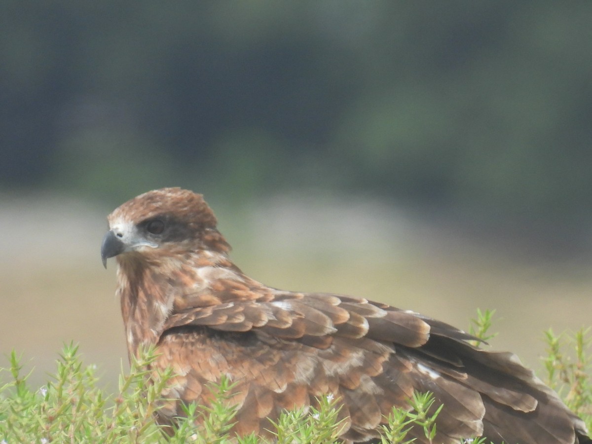 Black Kite - ML623973115