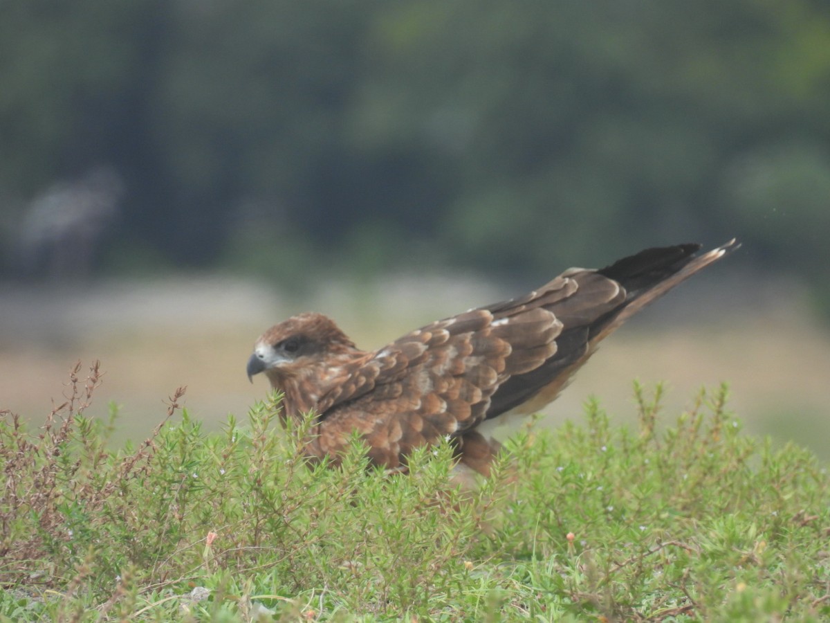 Black Kite - ML623973116