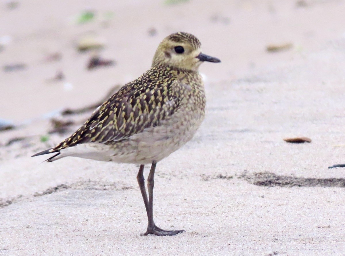 Pacific Golden-Plover - ML623973117